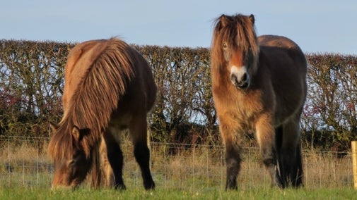 Ponies grazing at Foremark, Derbyshire